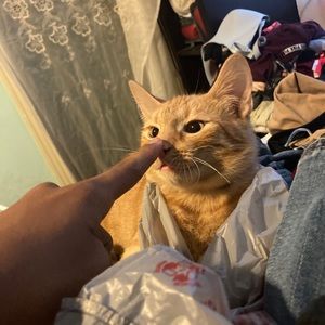 Meet your Posher, Joel